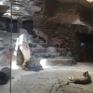 Lion indoor - Zoo Gdansk 20.07.16.