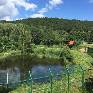 Lion enclosure with viewing point - Zoo Gdansk 20.07.16.
