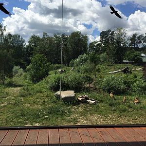 Lion enclosure from the viewing pointZoo Gdansk 20.07.16.