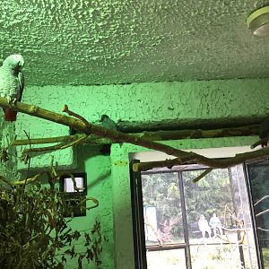 African Grey Parrots - Zoo Gdansk 20.07.16.