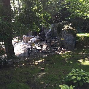 Penguins - Zoo Gdansk 20.07.16.