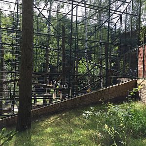 Mantled colobus enclosure - Zoo Gdansk 20.07.16.