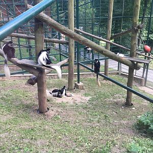 Mantled colobus - Zoo Gdansk 20.07.16.