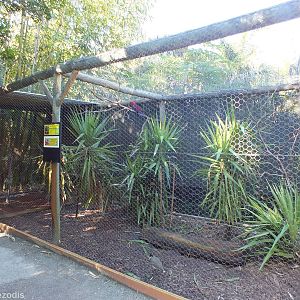 Eclectus Parrot, Masked Lapwing, Satin Bowerbird, and Rainbow Lorikeet Avia