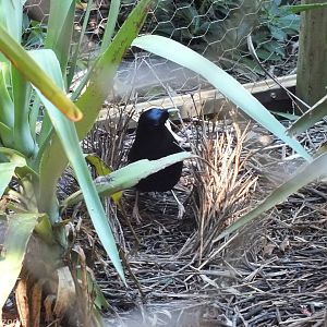 Satin Bowerbird Building a Bower - Caversham Wildlife Park