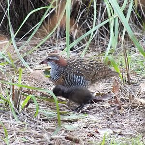 Wild Buff-banded Rail with Chick in Cassowary Enclosure - Caversham Wildlif