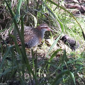 Wild Buff-banded Rail with Chick in Cassowary Enclosure - Caversham Wildlif