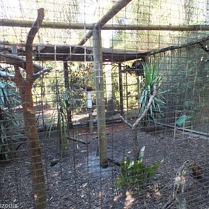 Red-rumped Parrot, Buff-banded Rail, and Scaly-breasted Lorikeet Enclosure