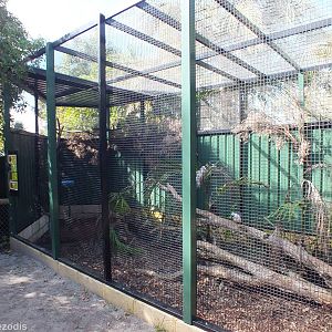 King Parrot, Black-breasted Buttonquail, Green Catbird, and Rose-crowned Fr