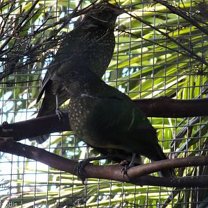 Green Catbird Pair - Caversham Wildlife Park