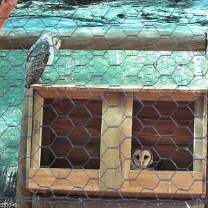 Masked Owl - Caversham Wildlife Park