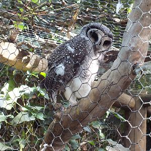 Lesser Sooty Owl - Caversham Wildlife Park