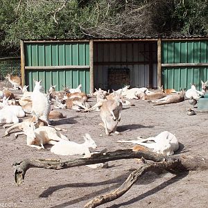 Kangaroo Rest Area in Walkthrough Enclosure Showing Many Albinos - Caversha