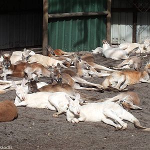 Kangaroo Rest Area in Walkthrough Enclosure Showing Many Albinos - Caversha
