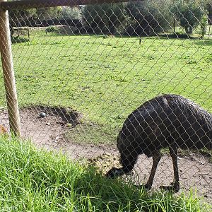 Emu and Egg - Caversham Wildlife Park