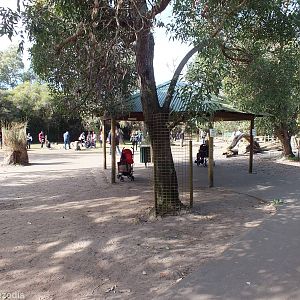 Part of Kangaroo Walkthrough - Caversham Wildlife Park