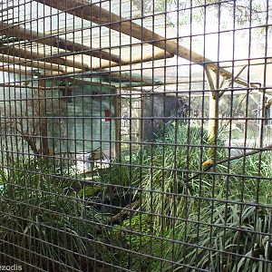 Elegant Parrot, Western Rosella, and Purple-crowned Lorikeet Aviary - Caver