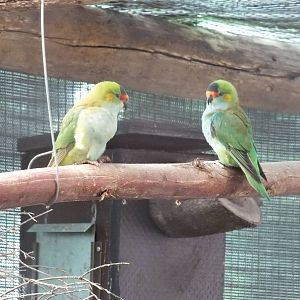Purple-crowned Lorikeet - Caversham Wildlife Park