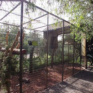 Carnaby's White-tailed Black-cockatoo - Caversham Wildlife Park