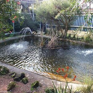 Oblong Turtle Enclosure in Walkthrough Aviary - Caversham Wildlife Park
