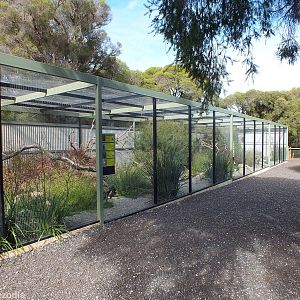 South-western Aviary - Caversham Wildlife Park