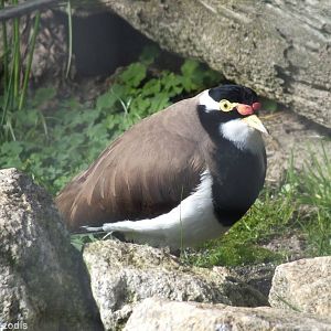 Banded Lapwing - Caversham Wildlife Park