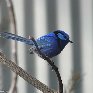 Splendid Fairy-wren - Caversham Wildlife Park
