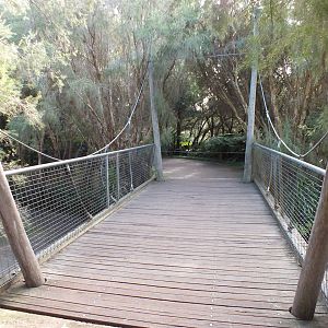 Bridge Across Walkthrough Kangaroo Enclosure - Caversham Wildlife Park