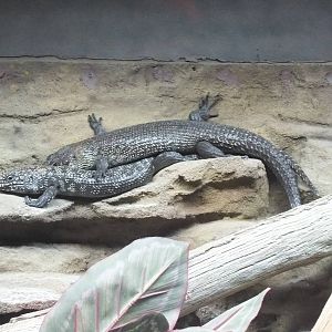 Cunningham's Skinks - Caversham Wildlife Park