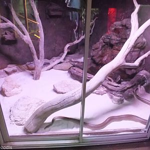 Olive Python Enclosure - Caversham Wildlife Park