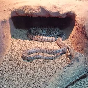 Black-headed Python - Caversham Wildlife Park