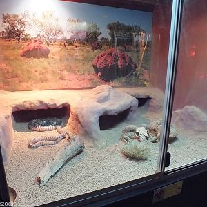 Black-headed Python Enclosure- Caversham Wildlife Park