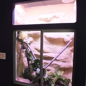 Splendid Tree-frog Enclosure - Caversham Wildlife Park