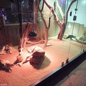 Mixed Lizard/Skink Enclosure - Caversham Wildlife Park