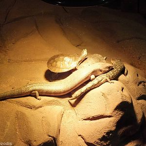 Northern Blue-tongue Skink, Northern Red-faced Turtle, and Blotched Blue-to