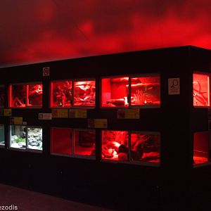 View in Reptile House - Caversham Wildlife Park