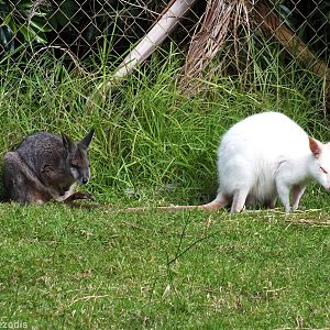 Albino and Normal Tammar Wallabies - Caversham Wildlife Park