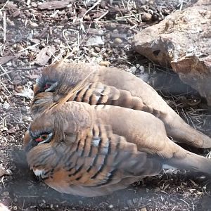 Spinifex Pigeon - Caversham Wildlife Park