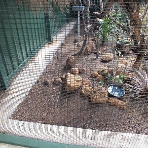Spinifex Pigeons Looking Like Rocks - Caversham Wildlife Park