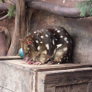 Spotted-tail Quoll in 'Meet the Wombat and Friends' Show - Caversham Wildli