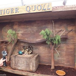 Spotted-tailed Quoll in 'Meet the Wombat and Friends' Show - Caversham Wild