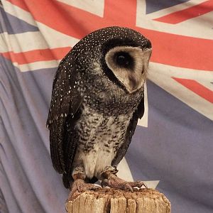 Lesser Sooty Owl in 'Meet the Wombat and Friends' Show - Caversham Wildlife