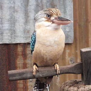 Blue-winged Kookaburra in 'Meet the Wombat and Friends' Show - Caversham Wi
