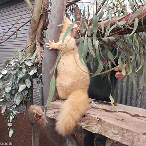 Golden Brushtail Possum in 'Meet the Wombat and Friends' Show - Caversham W