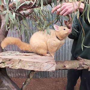 Golden Brushtail Possum in 'Meet the Wombat and Friends' Show - Caversham W