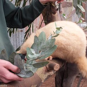 The Keeper's Pocket is Much Tastier than the Leaves! - Caversham Wildlife P