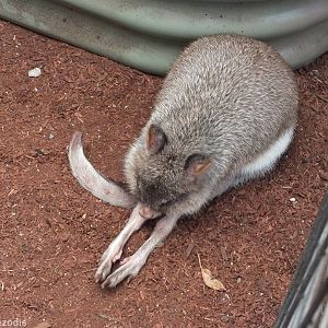 Brushtail Bettong - Caversham Wildlife Park