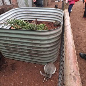 Rufous (top) and Brushtail (bottom) Bettongs in the 'Meet the Wombat and Fr