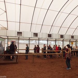 Queue to Hold a Wombat in the 'Meet the Wombat and Friends' Show - Caversha
