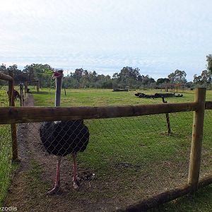 Ostrich - Caversham Wildlife Park